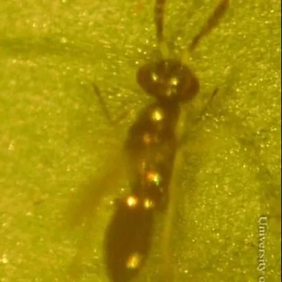 thumbnail for publication: Parasitoids of Dipteran leafminers, Diglyphus spp. (Insecta: Hymenoptera: Eulophidae)